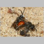 Sphecodes sp - Blutbiene 14d 4-5mm Paarung - Sandgrube Niedringhaussee.jpg